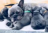 Rehoming French bulldog Puppies.