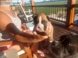 Registered boxer puppies