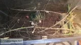 Veiled chameleons