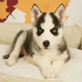 Brave home trian siberian husky puppies
