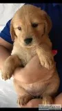 AKC Golden Retriever Female Puppy