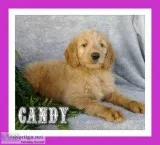 Candy Female Goldendoodle