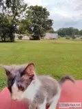 HELP KITTEN DUMPED