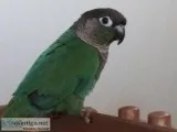 Rehoming tame Conure