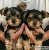 Purebred Yorkies