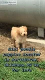 Mini poodle puppies