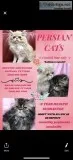 Persian cats