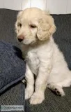 Goldendoodles