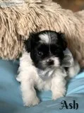 Beautiful Teddy Bear Puppies Beautiful Teddy Bear Puppies
