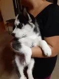 Excellent purebred siberian husky pupps