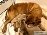 Golden Pyrenees Pups