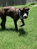 9 month old Sweet Terrier Mix Female