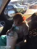 Socialized Baby Monkey For Adoption