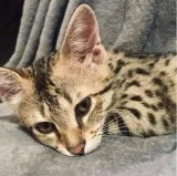 Top quality African Serval Kittens Ready