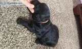 Labradoodle puppies