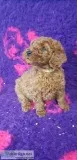f1 miniature golden-doodle puppies