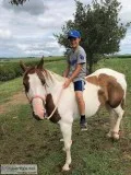 6 yr old paint mare