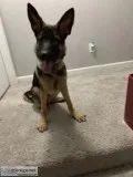 German Shepherd- Needs Loving Home