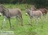 Donkeys great pets livestock guardianshorse companions
