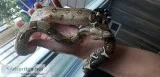 Red Tail Boa and Ball Python