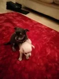 Chihuahua  Cuties  518-5129-567