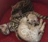 BENGAL KITTENS Gold Rosetted and Snow