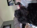 Free yorkie poo