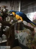  Frundi Blue And Gold Macaw Baby Hand Reared