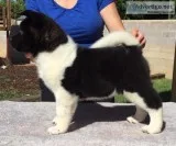 Female akita puppies - health tested champion parents