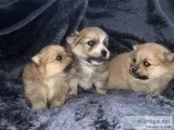 Pom puppies for sale