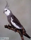Gray or White Faced Male Cockatiel includes cage and all accesso
