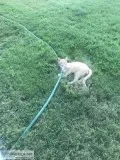 Free Cat Looking for a Good Home