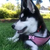 Home raise purebred siberian husky pupps