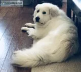 Great Pyrenees