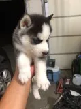 Brave home trian siberian husky pupps