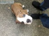 Old English Bulldog Puppy