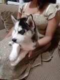 Cute purebred siberian husky pupps