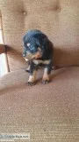 AKC Rottweiler puppies