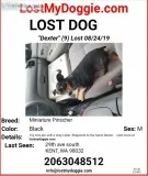 Lost Miniature Pincher- Kent behind the Redondo Fredmeyers