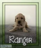 Ranger AKC Male Golden Retriever