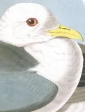 Audubon s Birds of America
