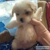Shihtzu mixed puppies