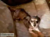 Missing service dog 5lb. Yorkie chihuahua mix  with a mohawk