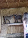 Rehoming Nigerian DwarfPygmies