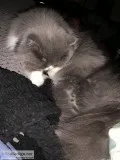 Female Persian Cat