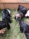 Cocker Spaniel Puppies