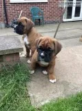 Lovely Boxer Puppies Ready