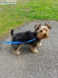 9 month old Male Yorkie