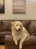 Beautiful Goberian (huskygolden retriever)