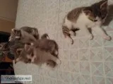 Litter of kittens